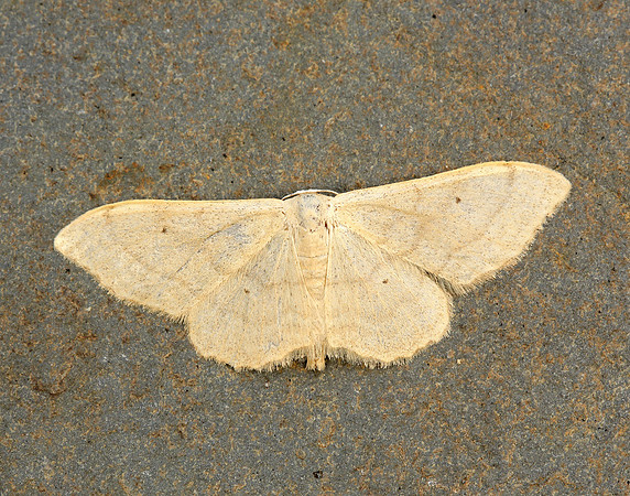 70.018 BF1715 Plain Wave Idaea straminata