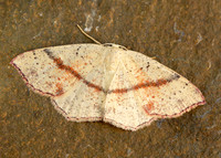 70.036 BF1680 Maiden's Blush Cyclophora punctaria