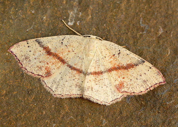 70.036 BF1680 Maiden's Blush Cyclophora punctaria