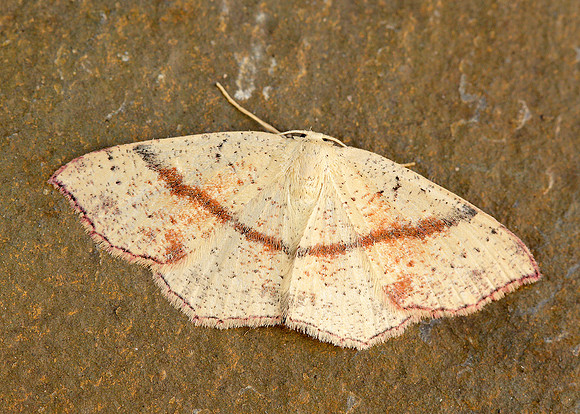 70.036 BF1680 Maiden's Blush Cyclophora punctaria