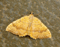 70.059 BF1742 Yellow Shell Camptogramma bilineata