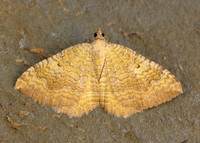 70.059 BF1742 Yellow Shell Camptogramma bilineata