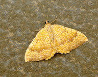 70.059 BF1742 Yellow Shell Camptogramma bilineata