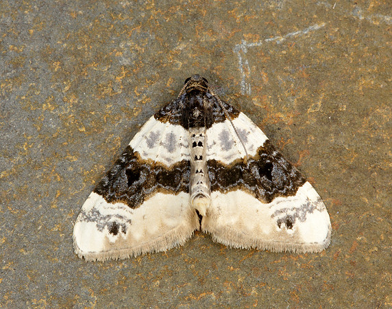 70.087 BF1752 Purple Bar Cosmorhoe ocellata