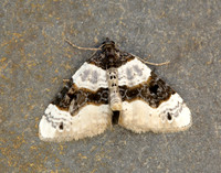 70.087 BF1752 Purple Bar Cosmorhoe ocellata