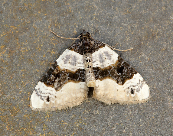 70.087 BF1752 Purple Bar Cosmorhoe ocellata