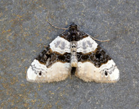 70.087 BF1752 Purple Bar Cosmorhoe ocellata