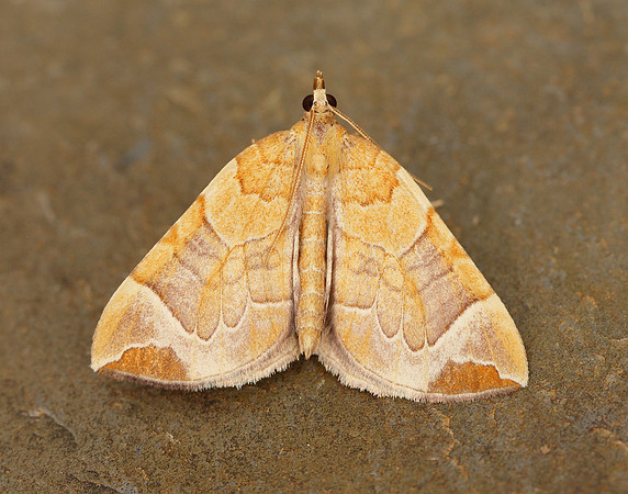 70.090 BF1755 Chevron Eulithis testata