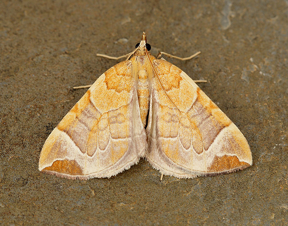 70.090 BF1755 Chevron Eulithis testata