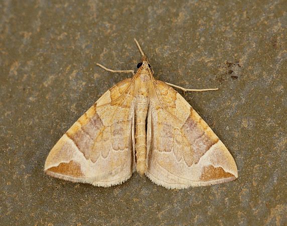 70.090 BF1755 Chevron Eulithis testata