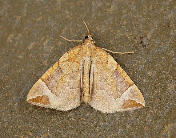 70.090 BF1755 Chevron Eulithis testata