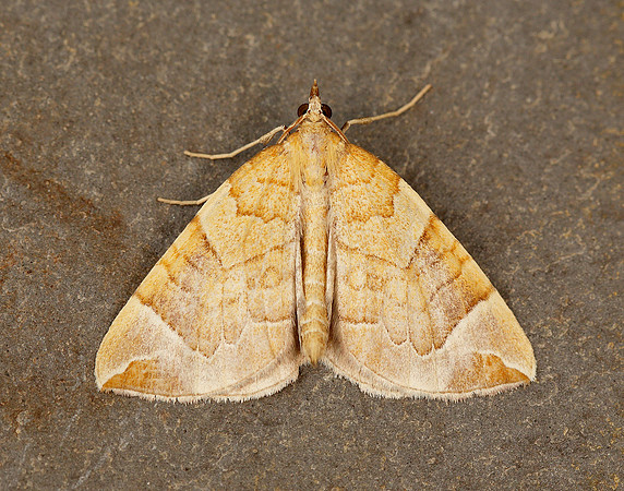 70.090 BF1755 Chevron Eulithis testata