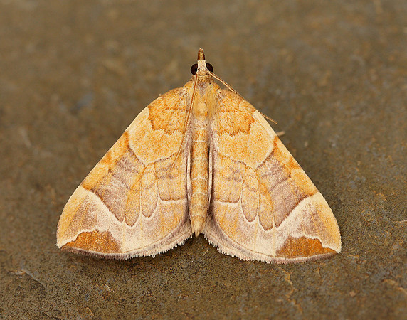 70.090 BF1755 Chevron Eulithis testata