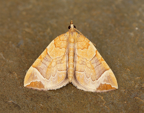 70.090 BF1755 Chevron Eulithis testata