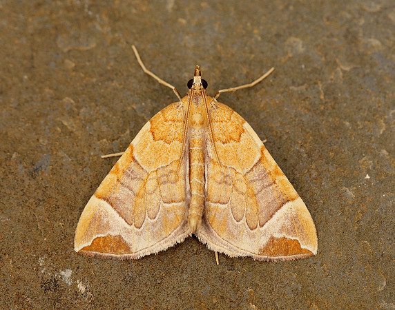 70.090 BF1755 Chevron Eulithis testata