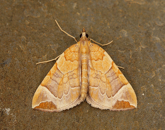 70.090 BF1755 Chevron Eulithis testata