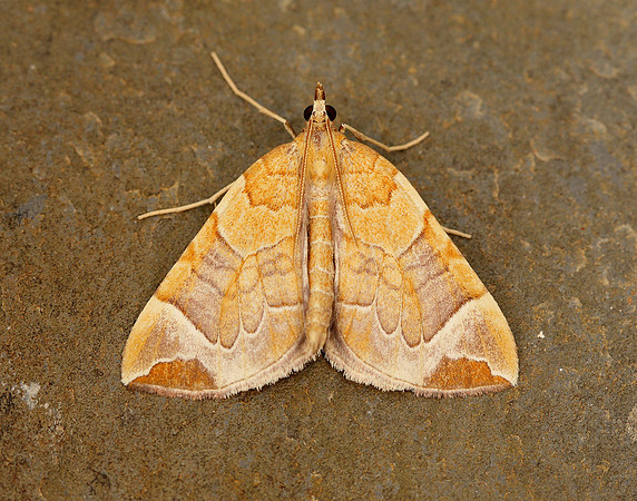 70.090 BF1755 Chevron Eulithis testata