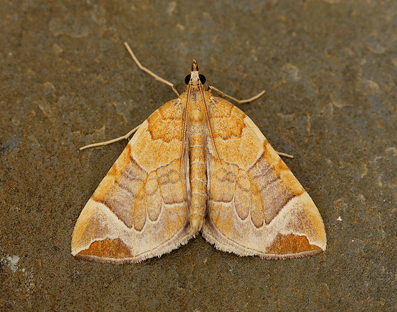 70.090 BF1755 Chevron Eulithis testata