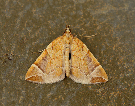 70.090 BF1755 Chevron Eulithis testata
