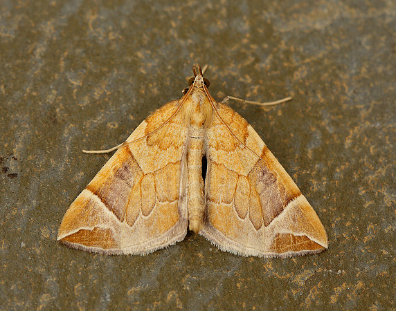 70.090 BF1755 Chevron Eulithis testata