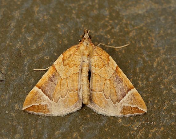 70.090 BF1755 Chevron Eulithis testata