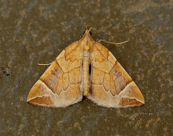 70.090 BF1755 Chevron Eulithis testata