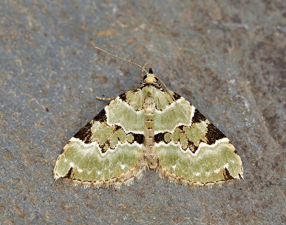 70.100 BF1776 Green Carpet Colostygia pectinataria