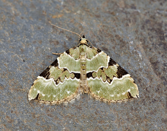 70.100 BF1776 Green Carpet Colostygia pectinataria