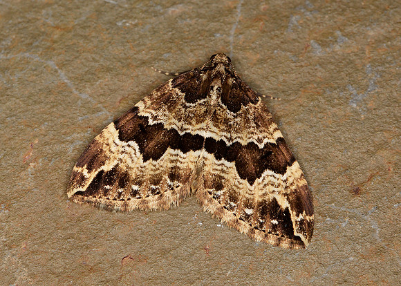 70.103 BF1750 Water Carpet Lampropteryx suffumata