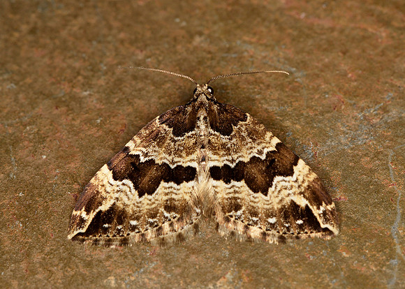 70.103 BF1750 Water Carpet Lampropteryx suffumata