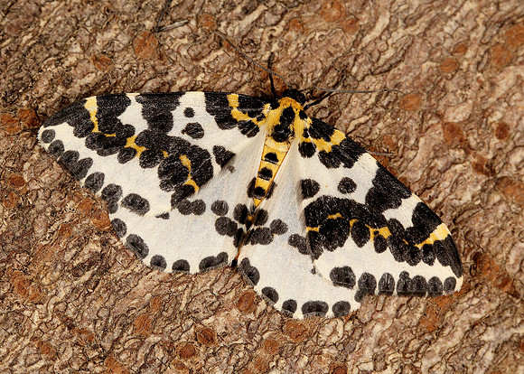 70.205 BF1884 Magpie Abraxas grossulariata