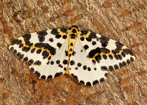 70.205 BF1884 Magpie Abraxas grossulariata