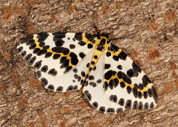 70.205 BF1884 Magpie Abraxas grossulariata