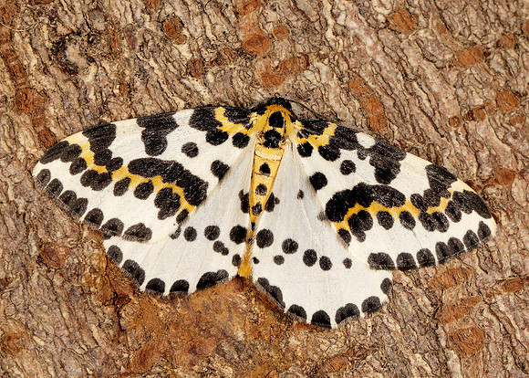 70.205 BF1884 Magpie Abraxas grossulariata