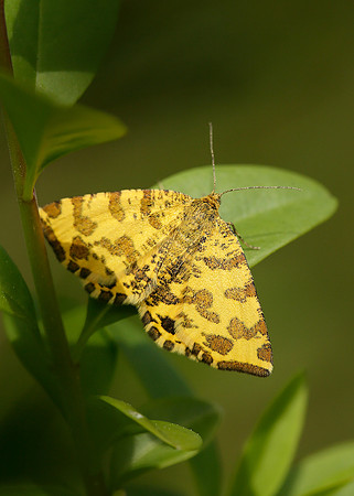 70.229 BF1909 Speckled Yellow Pseudopanthera macularia