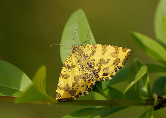 70.229 BF1909 Speckled Yellow Pseudopanthera macularia