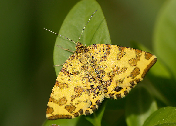 70.229 BF1909 Speckled Yellow Pseudopanthera macularia