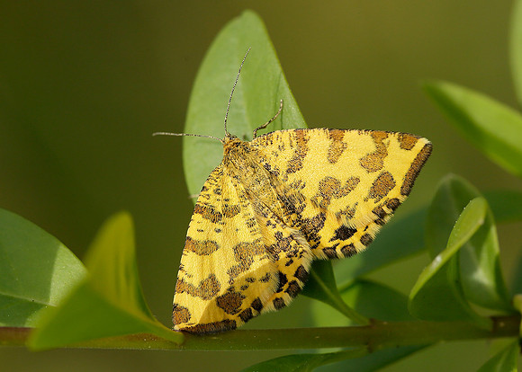 70.229 BF1909 Speckled Yellow Pseudopanthera macularia