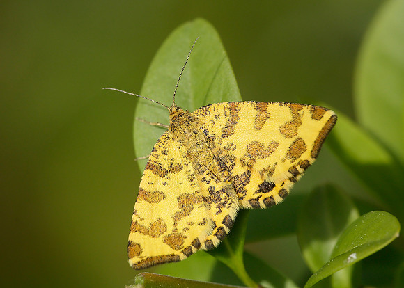 70.229 BF1909 Speckled Yellow Pseudopanthera macularia