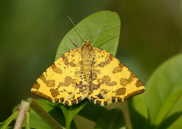 70.229 BF1909 Speckled Yellow Pseudopanthera macularia