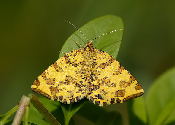 70.229 BF1909 Speckled Yellow Pseudopanthera macularia