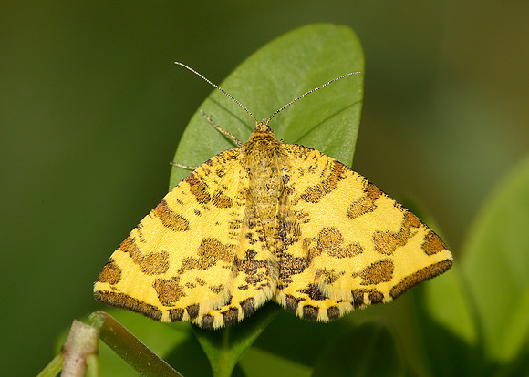 70.229 BF1909 Speckled Yellow Pseudopanthera macularia