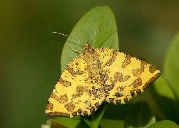 70.229 BF1909 Speckled Yellow Pseudopanthera macularia