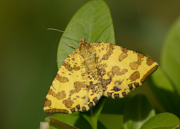70.229 BF1909 Speckled Yellow Pseudopanthera macularia