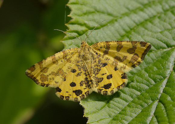 70.229 BF1909 Speckled Yellow Pseudopanthera macularia