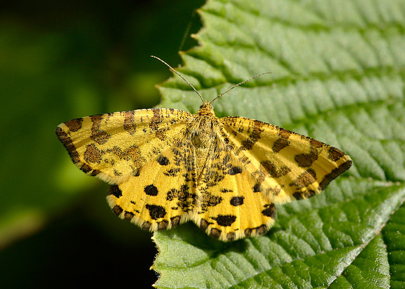 70.229 BF1909 Speckled Yellow Pseudopanthera macularia