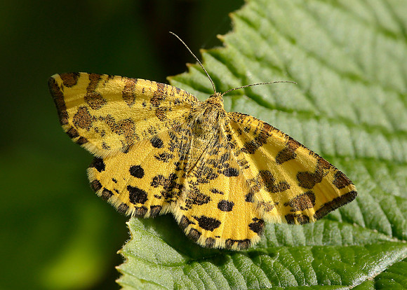 70.229 BF1909 Speckled Yellow Pseudopanthera macularia