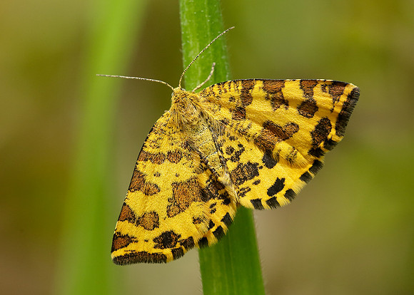 70.229 BF1909 Speckled Yellow Pseudopanthera macularia