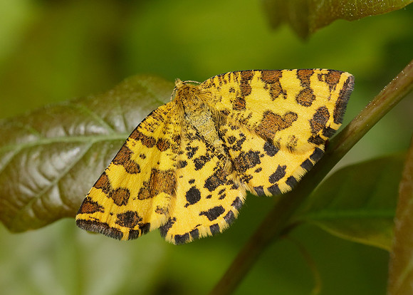 70.229 BF1909 Speckled Yellow Pseudopanthera macularia