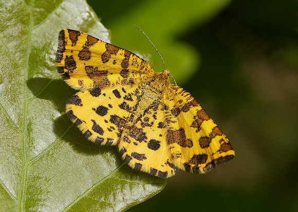 70.229 BF1909 Speckled Yellow Pseudopanthera macularia